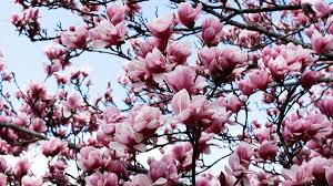 Maybe you would like to learn more about one of these? Horticultural Garden Notes Spring Updates Uw Arboretum