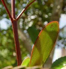 Image result for Cunonia capensis