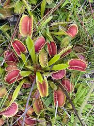 Image result for Droseraceae