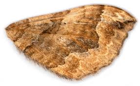 Image result for Pelurga comitata