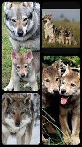chien loup tchecoslovaque plus qu une passion perro lobo checoslovaco perro lobo perros