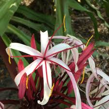 Image result for Crinum asiaticum