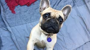 The cost of a purebred english most of your reputable english bulldog breeders should include registration paperwork, current vaccinations, a certified veterinarian examination, a. 7 French Bulldogs Handed In To Mayhew Shelter In A Month What To Know Before You Buy One Huffpost Uk Life
