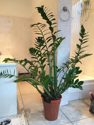 Image result for Zamiokulkas Zamioculcas