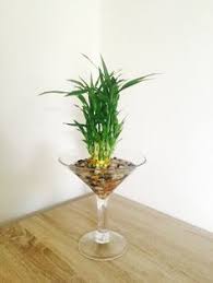Beautiful 10 Inch Glass Martini Vase With Bamboo Plant Very Pretty For Any Room Bamboo Plants Martini Vases Lucky Bamboo Plants