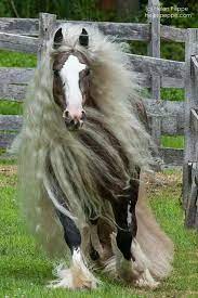 what a mane pferde frisuren schonste pferde pferde
