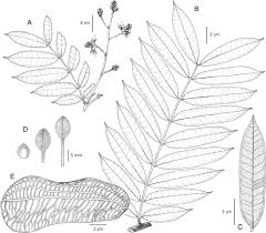 Image result for Gilbertiodendron