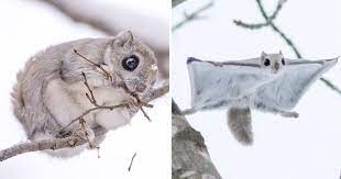 16 Photos Of Japanese Dwarf Flying Squirrels That Look Like Pokemon Japanese Flying Squirrel Flying Squirrel Japanese Dwarf Flying Squirrel