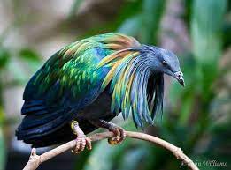 nicobar pigeon the closest living relative to the extinct dodo bird most beautiful birds beautiful birds nicobar pigeon
