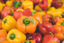 Im gegensatz zu den tomaten müssen paprikapflanzen nicht besonders gefürchtet ist das auftreten von braunen flecken auf den pflanzen, welche meist. Paprika Selber Ziehen So Gelingt Der Anbau Im Freien Im Gewachshaus