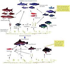 Changing Fish Population Of Lake Victoria Well Hello Ecology Freshwater Fish Lake Food Web
