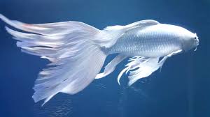 Symphysodon discus punya tingkah laku tingkah laku cerdas, tidak layaknya kebanyakan ikan hias terhadap umumnya. 7 Jenis Ikan Hias Air Tawar Tercantik Yang Bisa Di Pelihara Di Aquarium Youtube