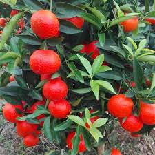 Shop our huge selection of 600+ species of tree and shrub seeds. Direct Selling New Varieties Of Citrus 091 Nuclear Free Fertile Citrus Fruit Tree Seedlings Grafting Late Maturing Orange Wholes Buy At The Price Of 17 18 In Aliexpress Com Imall Com