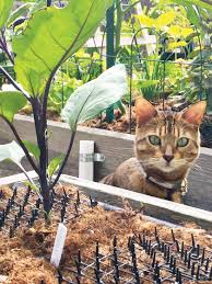 To keep cats away, make sure your outdoor trash cans have tight lids on them to prevent strays from sniffing around the area. Scat Mat Cat Repellent For Gardens 78 X11 Roll Free Shipping