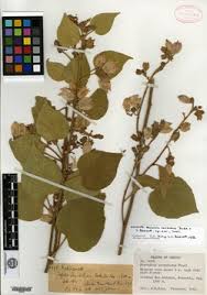 Image result for Melochia melissifolia