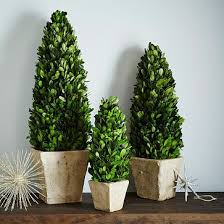 Boxwood Trees Boxwood Tree Botanical Decor Holiday Decor Christmas