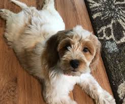 Brittany has a doodle herself, so she knows how smart (yet challenging) these little fur balls can be. View Ad Brittany Poodle Miniature Mix Puppy For Sale Near Tennessee La Fayette Usa Adn 145567