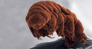 New Analyses Of Dna From Two Species Of Water Bear Hypsibius Dujardini And Ramazzottius Varieornatus Also Reveal Tardigrade Beautiful Creatures Cute Animals