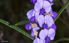 Image result for Macledium zeyheri