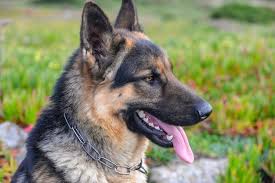 German shepherds are also quite adaptable. German Shepherd Dog Images Free Vectors Stock Photos Psd