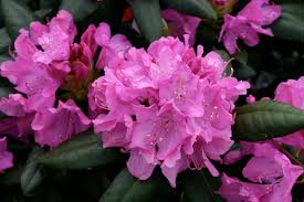 Rhododendron Roseum Elegans Partial Shade Plants Plants Evergreen Flowers