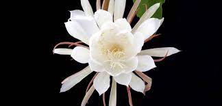Visiting The Queen Of The Night Resveralife