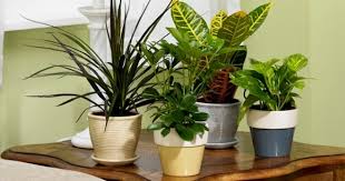 Are you looking for reliable and versatile gardening equipment? Love Plants But No Time Here Are 10 Low Maintenance Plants Top 10 Plants Nurserylive Wikipedia