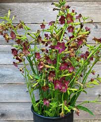 Image result for Nicotiana