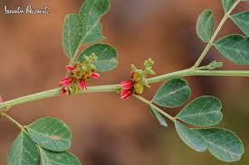 Image result for Indigofera erythrogramma