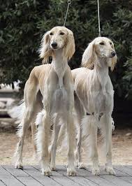Unknown Blondies Pictured At Paris Ww Saluki Dogs Dog Breeds Beautiful Dogs