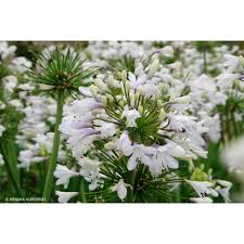 Image result for Agapanthus codii