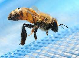 Bees, wasps, and other insects will always search for food in places like uncovered trash, sticky soda cans, and piles of manure. Keeping Bees And Wasps Away From Your Pool Pool Calculator