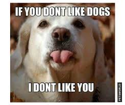 If You Don T Like Dogs I Don T Like You Petsworld Dogs Dogsofinstagram Dog Dogtraining Dogmom Cute Cuteanimals Pupp I Love Dogs Funny Animals Dogs