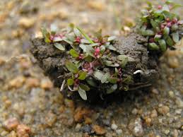 Image result for Elatine