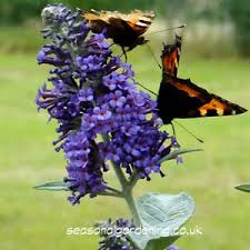We will talk about that distinction below and i will offer up not only a list of flowers that attract butterflies but also butterfly garden design plans and some additional tips on how to grow a butterfly garden. Buddleia Butterfly Bush Shrubs For Uk Gardens