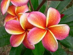 Pin On Hawaii