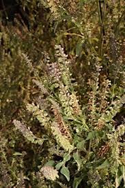 Image result for Basilicum polystachyon