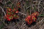 Image result for Ochna macrocalyx