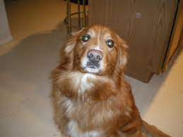 Chocolate labrador puppy labrador dog labrador puppy. File Golden Retriever Mix Breed Jpg Wikimedia Commons