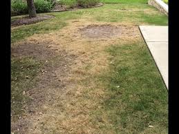 Zoysia grass is a popular grass type grown in lawns throughout the transition zone of the united states (from northern georgia to southern illinois). Why Zoysia Grass Turned Yellow Daphne Richards Central Texas Gardener Youtube