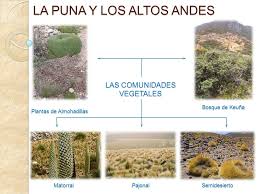 Se caracteriza por presentar precipitaciones promedio de 700 mm anuales y temperaturas promedio anuales de 6 'c. La Puna Y Los Altos Andes Ppt Video Online Descargar