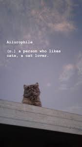 Discover these characteristics, and more. Cute Cat Aesthetics Wallpapers Top Free Cute Cat Aesthetics Backgrounds Wallpaperaccess