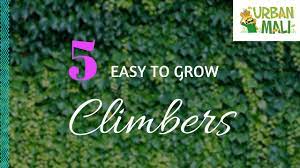 But to inspire you to make your own choices, here are 25 excellent climbing plants and flowering vines to consider: 5 Easy To Grow Climbers Urbanmali Com Youtube