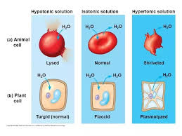 Check spelling or type a new query. What Is Meant By Isotonic Fluid