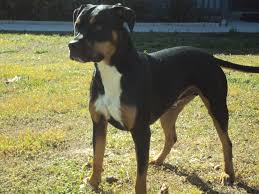 Roscoe P Coltrane The Tri Colored Pitbull Bully Breeds Dogs American Pitbull Terrier Bully Dog