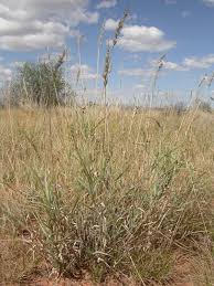 Image result for Schmidtia pappophoroides