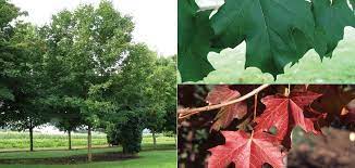 Maple trees are deciduous trees, which belong to the aceraceae family, and have about 128 different species. Sugar Maple King Of The Woods Knowledgebase Johnson S Nursery