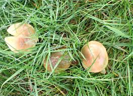 Image result for Trichopteryx fruticulosa