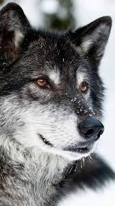 Wolf Iphone 6 Wallpaper Google Search Wolf Dog Animals Wolf Spirit Animal