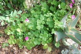Image result for Oxalis latifolia